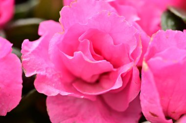 close up view of spray roses in the garden