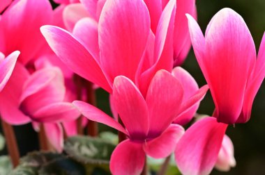 close up of cyclamen flowers, spring season concept