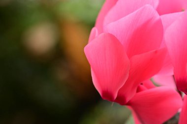 close up of cyclamen flowers, spring season concept