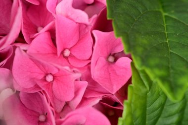 beautiful  flowers  growing in garden in spring 