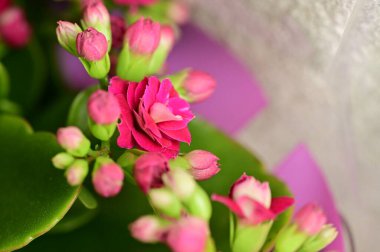 beautiful  flowers  growing in garden in spring 
