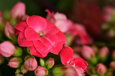 beautiful  flowers  growing in garden in spring 