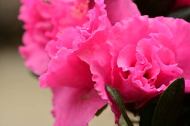 close up view of flowers  in the garden