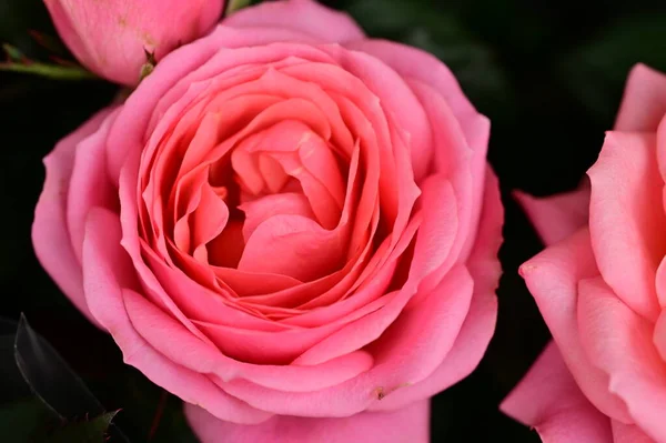 Красивые Розовые Цветы Крупным Планом — стоковое фото