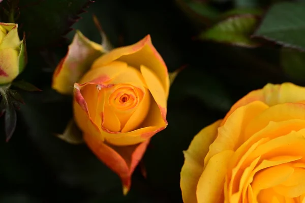 Schöne Rosenblüten Aus Nächster Nähe — Stockfoto
