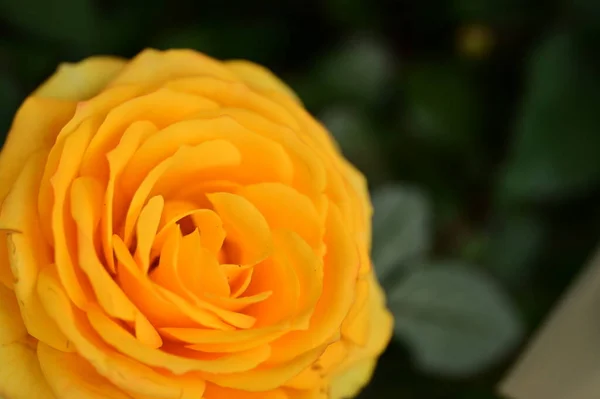 Piękny Kwiat Róży Zbliżenie — Zdjęcie stockowe
