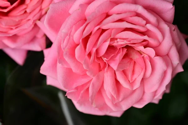 Schöne Rosenblüten Aus Nächster Nähe — Stockfoto