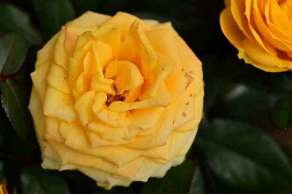 Beautiful Rose Flowers Close — Stock Photo, Image
