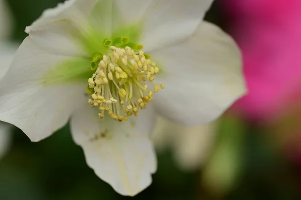 Krásná Květina Rostoucí Zahradě Jaře — Stock fotografie