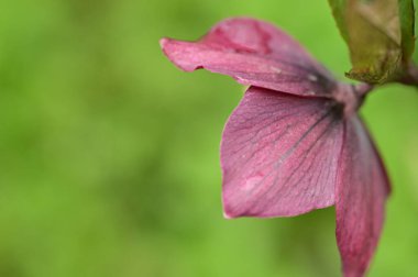 beautiful spring  flower in garden 