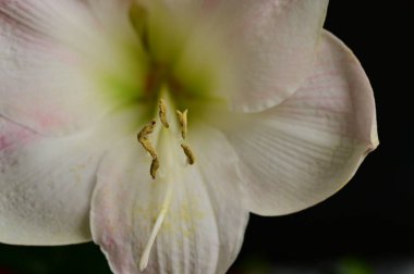 beautiful spring  flower, close up