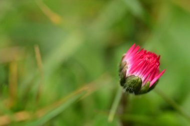 beautiful daisy flower  growing in garden 