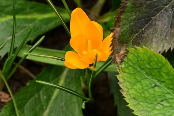 Όμορφο Λουλούδι Κρόκους Που Αναπτύσσεται Στον Κήπο Την Άνοιξη — Φωτογραφία Αρχείου