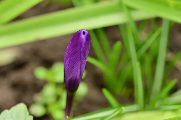 Beautiful Crocus Flower Growing Garden Spring — ストック写真