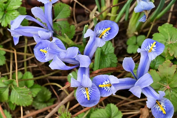 Beautiful Irises Growing Garden Spring — ストック写真
