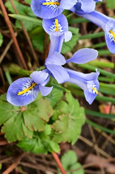 Beautiful Irises Growing Garden Spring — Photo