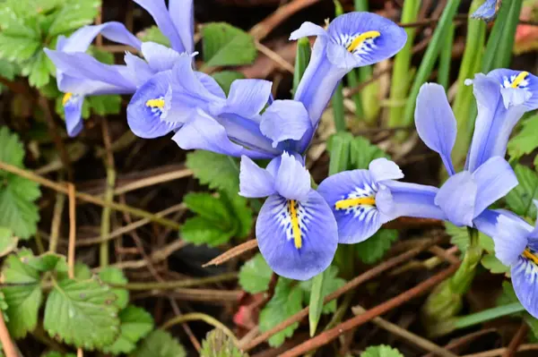 Lkbaharda Bahçede Büyüyen Güzel Irisler — Stok fotoğraf