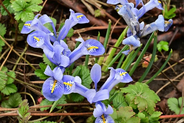 Beautiful Irises Growing Garden Spring — Stock Photo, Image