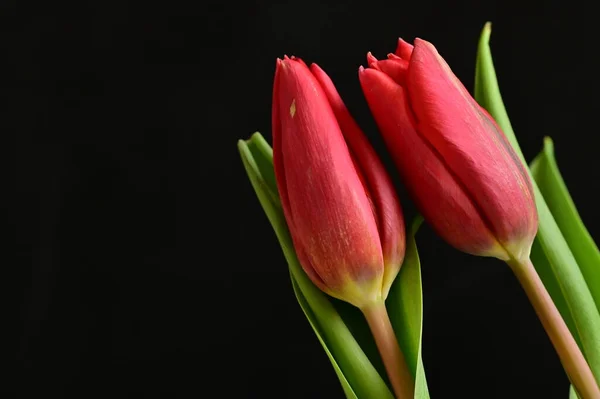 Close Beautiful Composition Tulips — Stockfoto