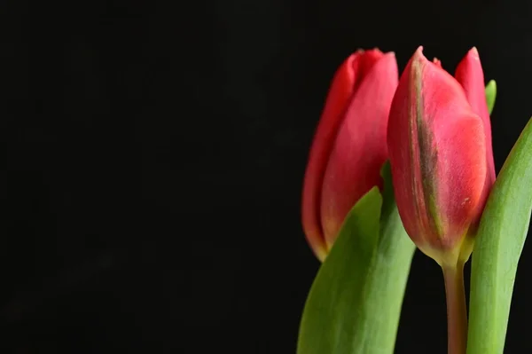 Gros Plan Belle Composition Avec Des Tulipes — Photo