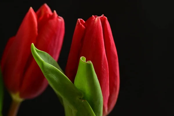 Gros Plan Belle Composition Avec Des Tulipes — Photo