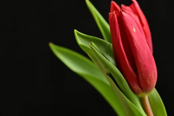 Nahaufnahme Einer Schönen Komposition Mit Tulpen — Stockfoto