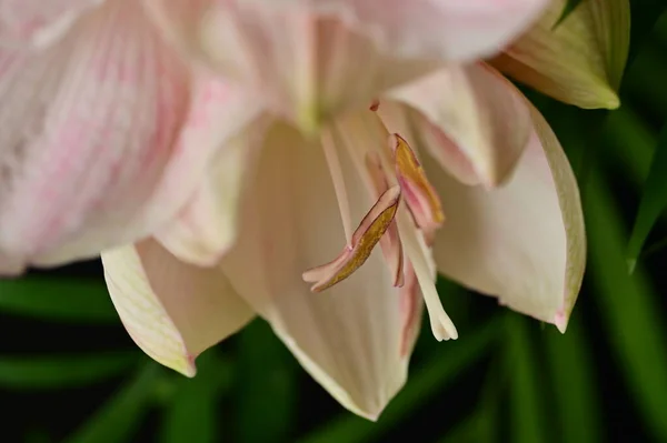 Beautiful Spring Flower Close — Stock fotografie