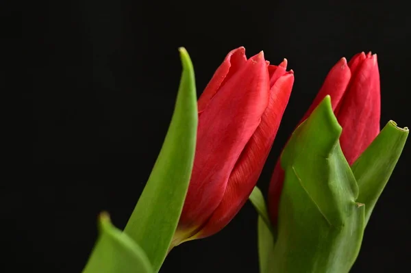 Close Beautiful Composition Tulips — Stockfoto