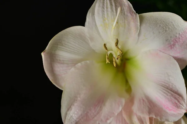 Piękny Wiosenny Kwiat Zbliżenie — Zdjęcie stockowe