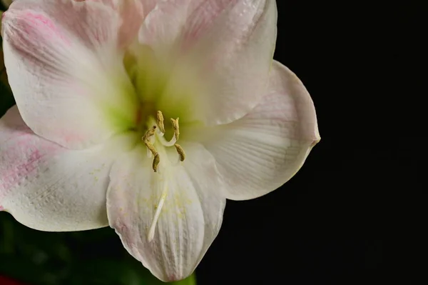 Beautiful Spring Flower Close — Zdjęcie stockowe