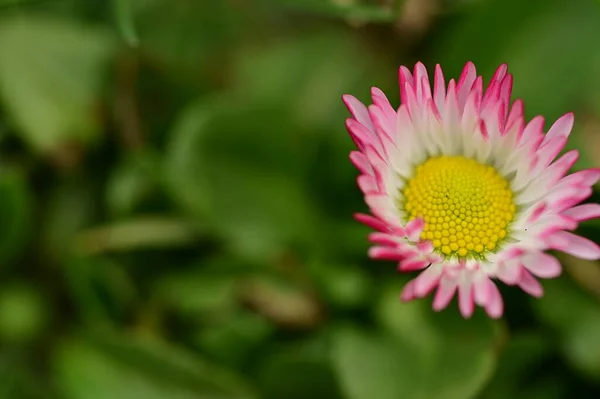 Gyönyörű Százszorszép Virág Kertben — Stock Fotó