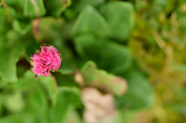 Belle Fleur Marguerite Poussant Dans Jardin — Photo