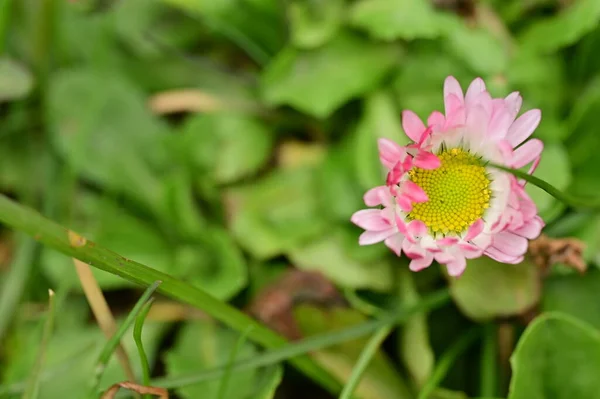 Beautiful Daisy Flower Growing Garden — Stok fotoğraf