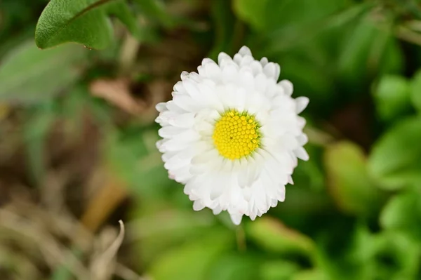 Beautiful Daisy Flower Growing Garden — Photo