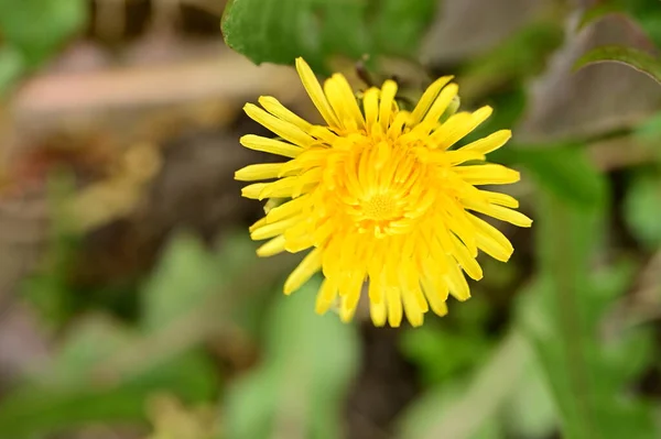 Gelbe Löwenzahnblume Wächst Garten — Stockfoto
