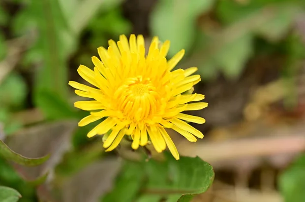 Gelbe Löwenzahnblume Wächst Garten — Stockfoto