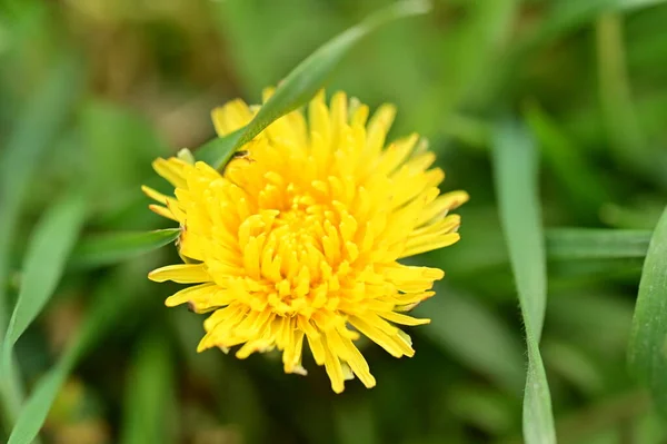 庭で育つ黄色いタンポポの花 — ストック写真