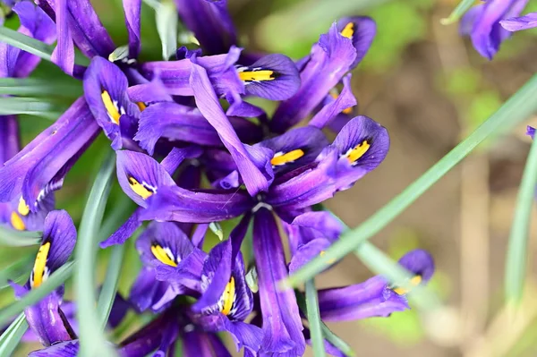 Красиві Фіолетові Квіти Ірису Саду — стокове фото