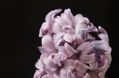 close up view of beautiful pink flowers on black background