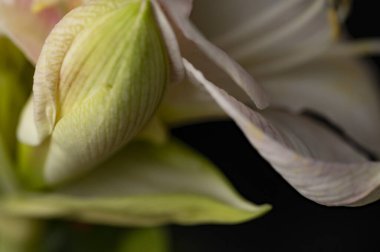 beautiful spring  flower, close up