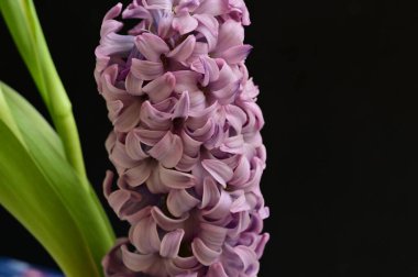 close up view of beautiful pink flowers on black background