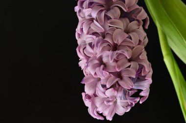 close up view of beautiful pink flowers on black background