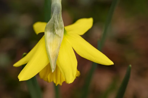 Yellow Narcissus Flowers Growing Spring Garden — Foto de Stock
