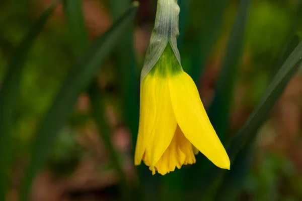 Yellow Narcissus Flowers Growing Spring Garden — Foto de Stock