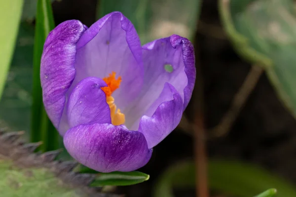 Beautiful Purple Crocus Flower Close View — Stockfoto