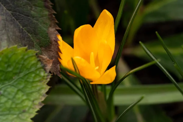 Beautiful Spring Crocus Flower Garden — Foto de Stock