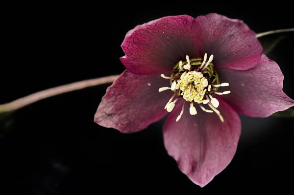 Красивый Весенний Цветок Крупный План — стоковое фото