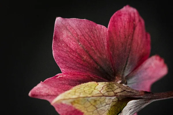 Όμορφο Ανοιξιάτικο Λουλούδι Κοντά — Φωτογραφία Αρχείου