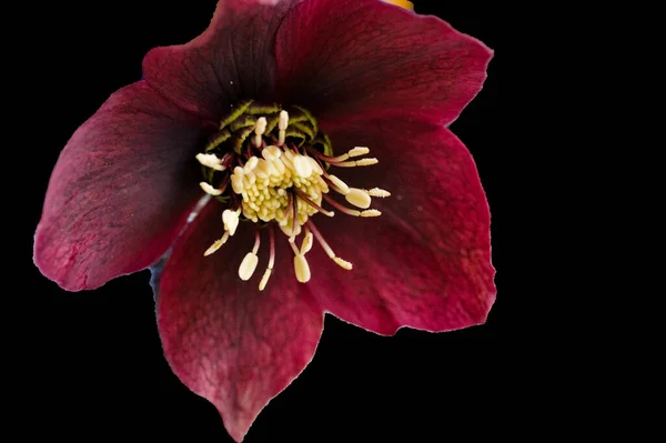 Beautiful Spring Flower Close — Stockfoto