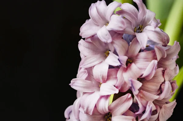 Κοντινή Προβολή Όμορφων Ροζ Λουλουδιών Μαύρο Φόντο — Φωτογραφία Αρχείου